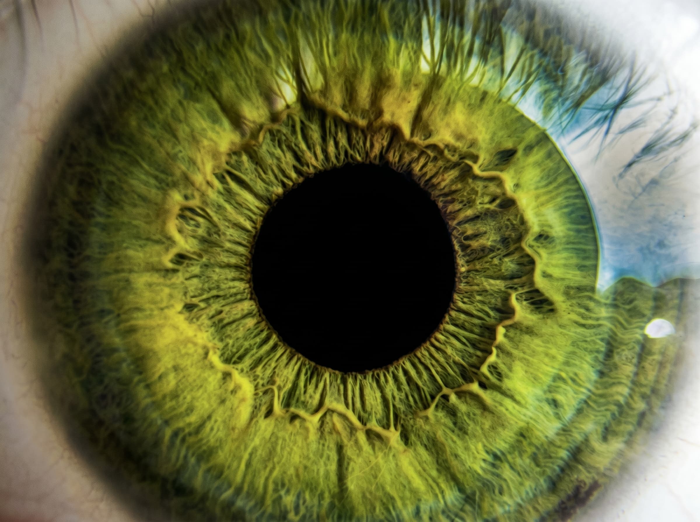 Eye anatomy — close-up iris